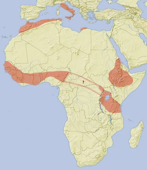 Where Do Lions Actually Live The Answer Might Surprise You