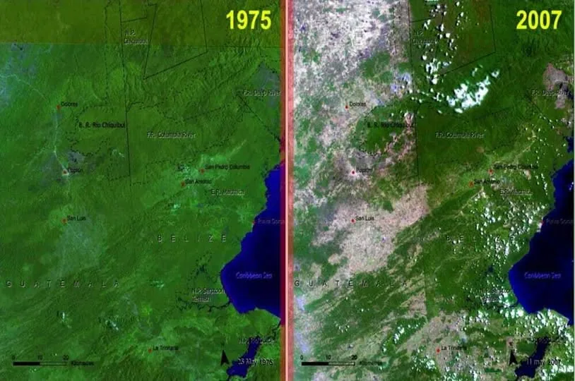 Belize Lost a Third of Its Forest in Just 32 Years — And This Map Shows It All
