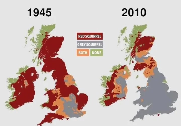 The Grey Invasion How Britain's Red Squirrel Lost Its Home